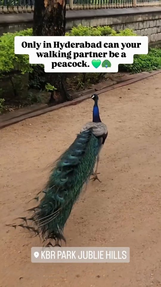 Peacock at KBR Park